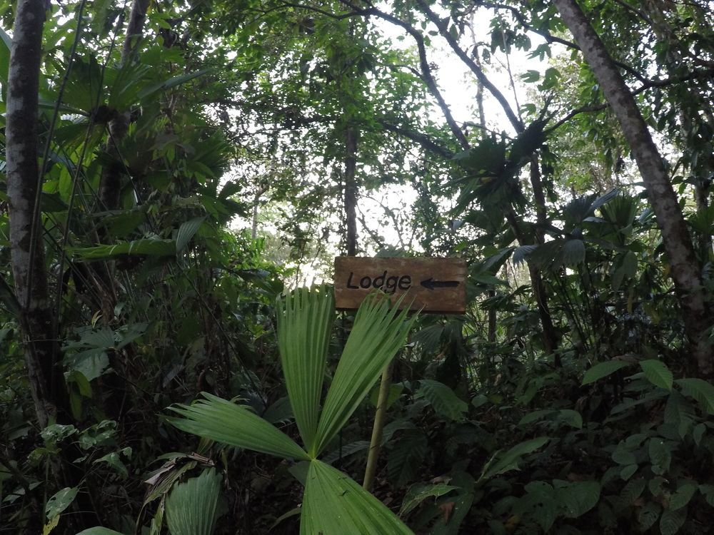 Danta Corcovado Lodge Rincón Extérieur photo
